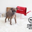 스마트독 이미지