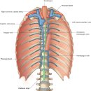 Thoracic duct 이미지