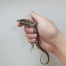 수원-0963 이미지