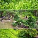 소나무정원 이미지