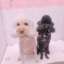 애견미용실 꽃개 이미지