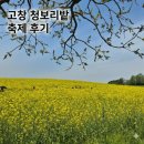 158 | 고창 청보리밭축제 후기 전북 고창 여행 축제