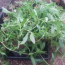 송전농장 이미지