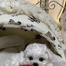 퍼피온리 이미지