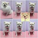 웃개살롱 이미지