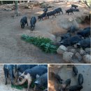 청년정육점 이미지