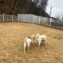 라지독스 이미지