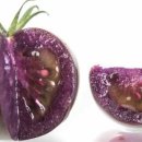 GMO 보라색 토마토 이야기 이미지