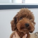 포리더푸들