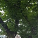 안동의 소산마을과 하회일대를 돌아다니고 돌아와 이미지