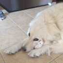 프레셔스 이미지