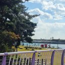 레몬향데이지 이미지