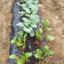 감당농장 이미지