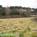 덕산양계 이미지