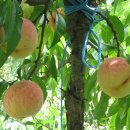 이정자농원 이미지