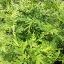 인진쑥농장 이미지