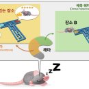 [서울대 소식] 연구 ＞ 연구성과 | 뇌인지과학과 이인아 교수팀 / 맛집 기억을 재생하는 뇌 속 해마의 정보처리 비밀을 밝히다 2024 이미지