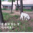 복실이 이미지