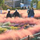 화순 남산공원 국화향기 물씬 이미지