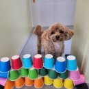 프리미엄캔넬 이미지