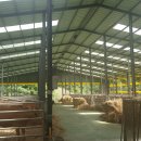 진도축산 이미지