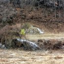 충남 금산군 진산면 막현리 / 임야 야산, 요양원용지 귀산촌용지 영림용지 사찰부지 명당묘자리 수련시설부지 절부지 / 2 이미지