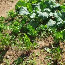 2020농장 이미지