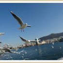 부산갈매기 이미지