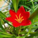 제피란테스(Zephyranthes) 이미지