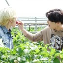 딸기나라 이미지