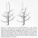 Training and Pruning Apple Trees 이미지