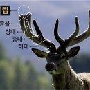 홍삼다모아 | 순담록녹용 효과 리뷰 및 할인구매 방법 1가지