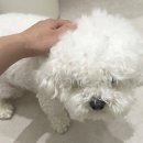 플러플리 FLUFFLY 네이버블로그