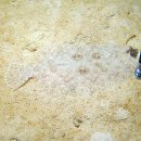 앵글러플랫피쉬(Angler flatfish) 이미지
