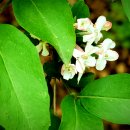 댕강 댕강 이미지