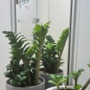 남사환경 | 남사화훼단지 정다운묘목농원 보석금전수 구매후기