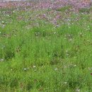 홍삼스파참숯가마사우나 이미지