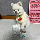 마이펫동물약국 이미지