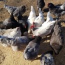 우석농장 2 이미지