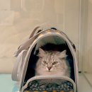 고양이 무마취 미용전문 이미지