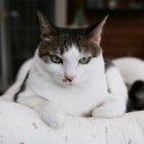 착한 고양이 이미지