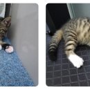 구로종합동물병원 이미지