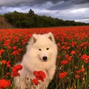 발편한동물병원 이미지