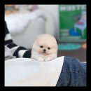 유앤미펫 강아지분양 고양이분양 위례점 이미지