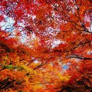 11월 21일 (토) 충북영동 갈기산(100+) 월영산 자지산 *명품송🌲* 산행안내 및 예약 이미지