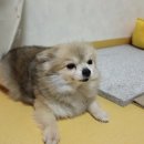 부시시 이미지