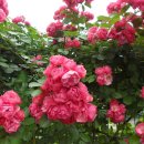 중랑천 산책로 이미지