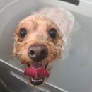 소망애견미용실 이미지