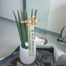 오정로 | [서울/강서]출장분갈이, 사무실 대형화분 13개 분갈이 작업 후기 (플레이스콤마)