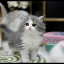 아담스펫 강아지분양 고양이분양 강남점 이미지